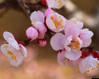 国色天香桃花朵朵开：花见花开 好运自然来