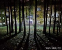 学校后山小树林夏天夜晚的美好