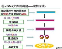 杂交技术：rna 与 cDNA 的奇妙结合