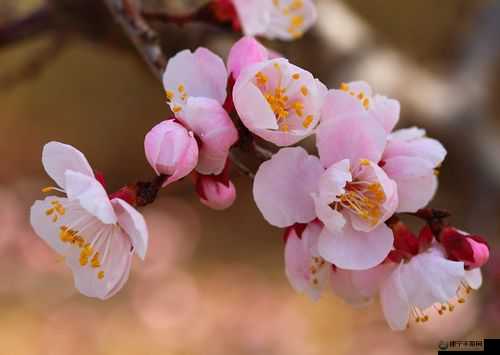 国色天香桃花朵朵开：花见花开 好运自然来