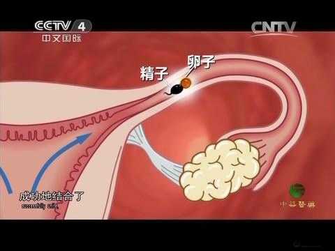 有趣的授精记趣闻：那些意想不到的瞬间