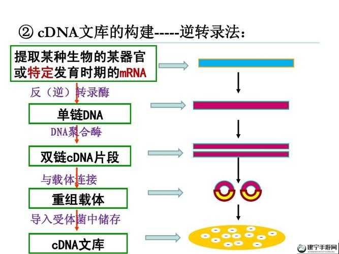 杂交技术：rna 与 cDNA 的奇妙结合