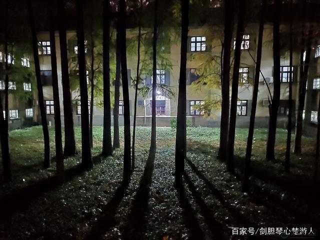 学校后山小树林夏天夜晚的美好